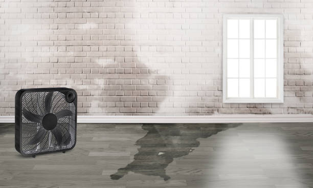 Best Local water damage restoration  in Clendenin, WV